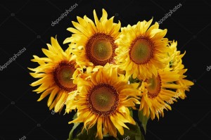 depositphotos_205481278-stock-photo-beautiful-bright-yellow-sunflower-bouquet